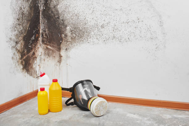 Best DIY Mold Remediation Support Services in Cambridge, WI