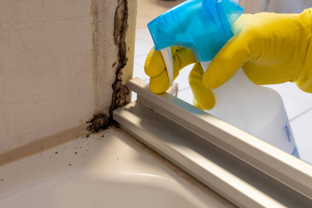 Best Industrial Mold Remediation in Cambridge, WI