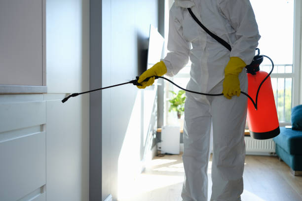 Best Basement Mold Remediation in Cambridge, WI